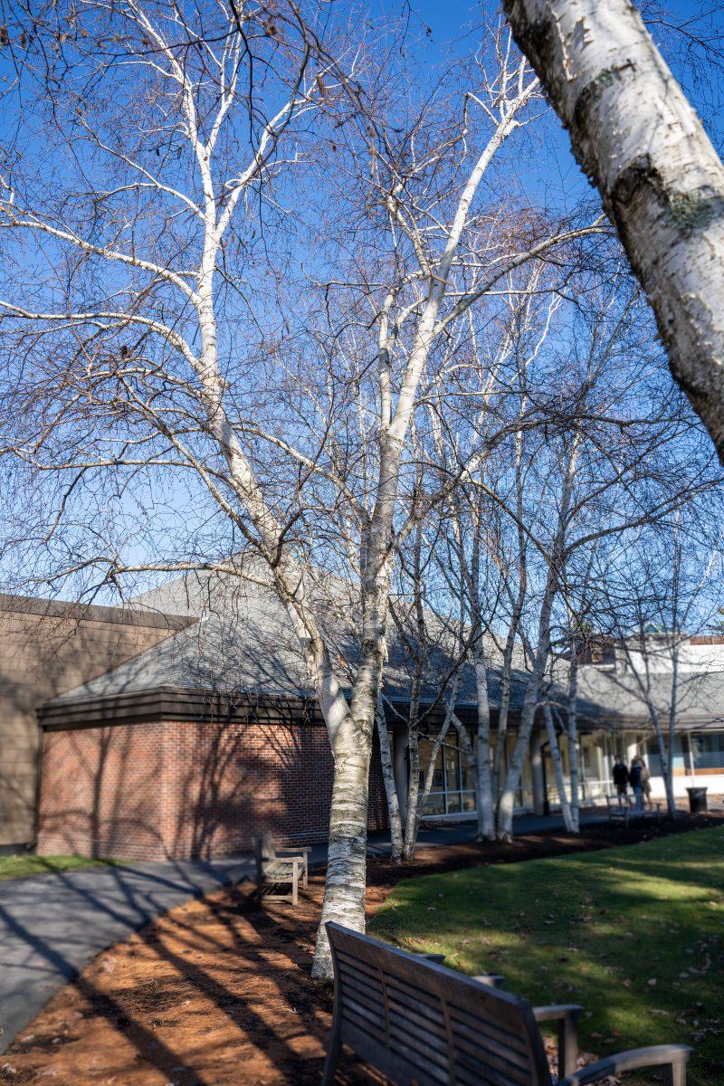 Decking the Halls: An Unconventional Christmas Tree Quest at Nobles