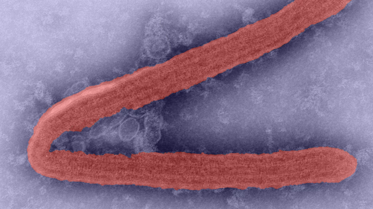 EXCEL Navigates Rwanda’s Marburg Virus Disease Outbreak
