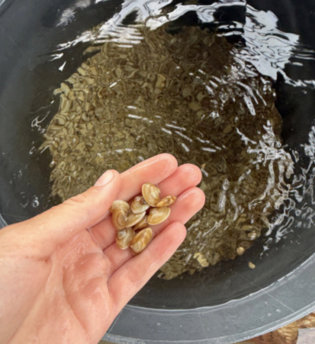Emma Finkelstein (Class I) sampling shellfish during her time working at Martha’s Vineyard Shellfish Group