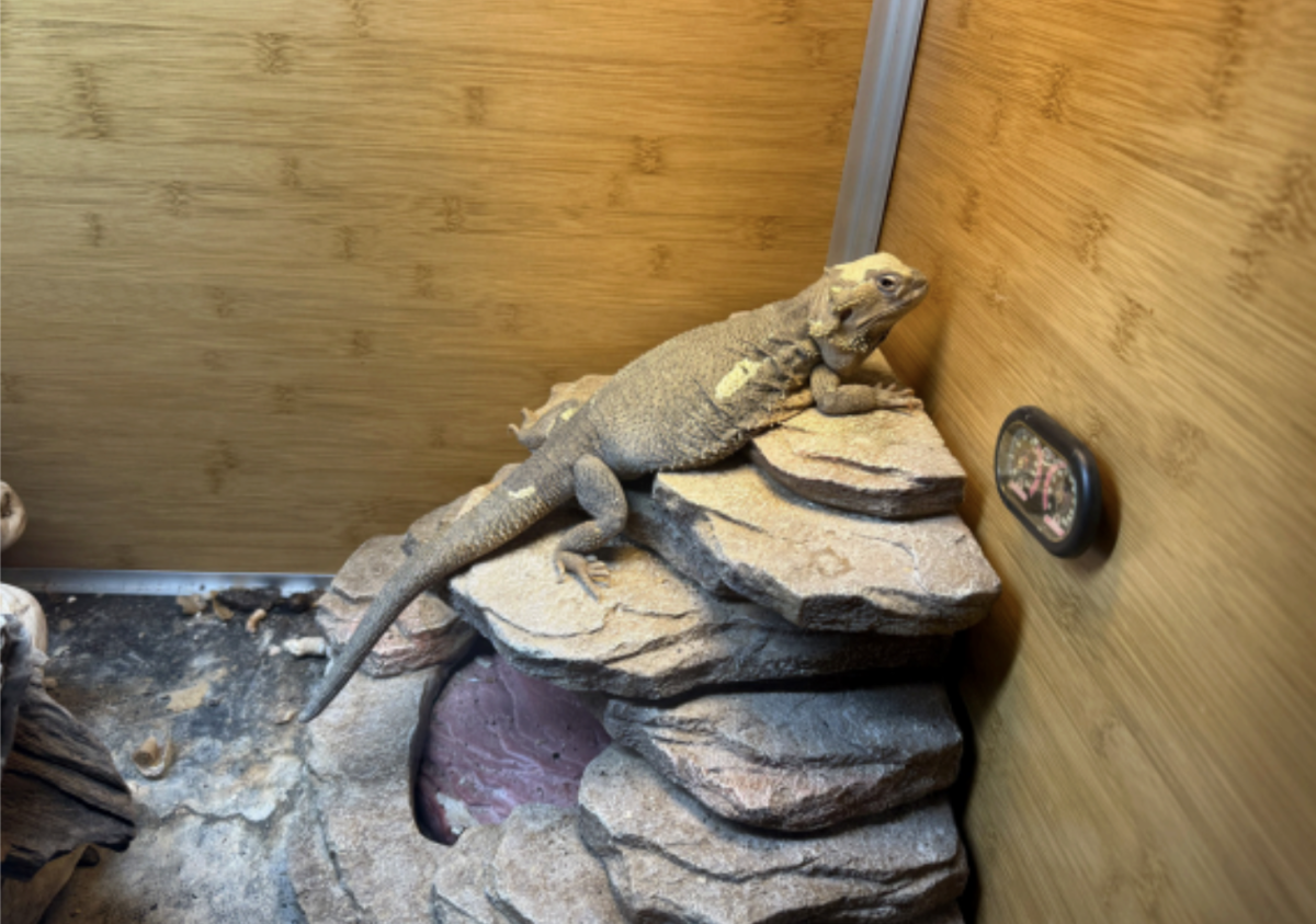Sam Johnson-Price’s (Class II) pet bearded dragon